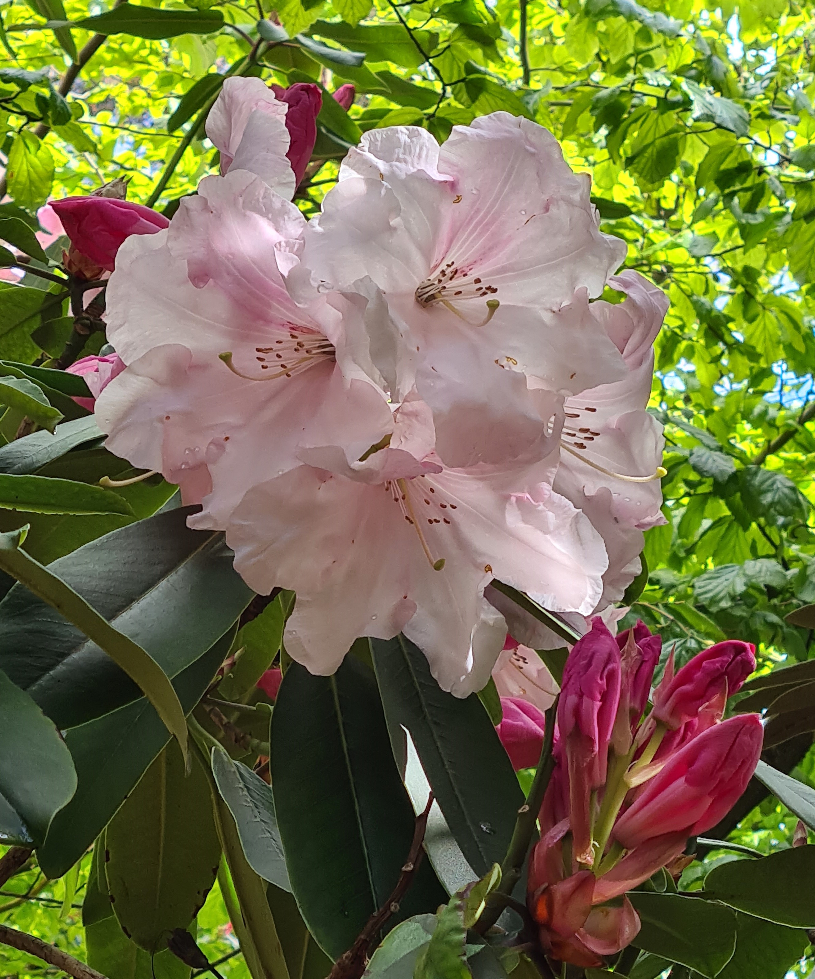 'Loderi Sir Joseph Hooker'